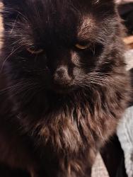 Lost Female Cat last seen Smedburg park, Elk Grove, CA 95624