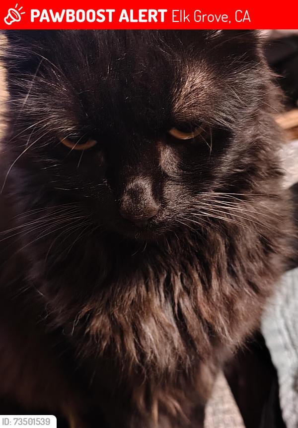 Lost Female Cat last seen Smedburg park, Elk Grove, CA 95624