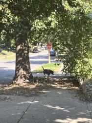 Found/Stray Unknown Dog last seen 37th and Main St, Kansas City, MO 64111
