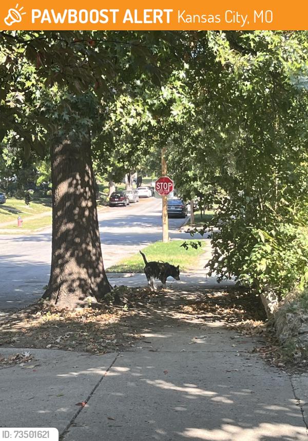 Found/Stray Unknown Dog last seen 37th and Main St, Kansas City, MO 64111