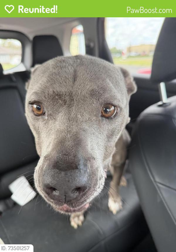 Reunited Female Dog last seen Airways near state line, Southaven, MS 38671