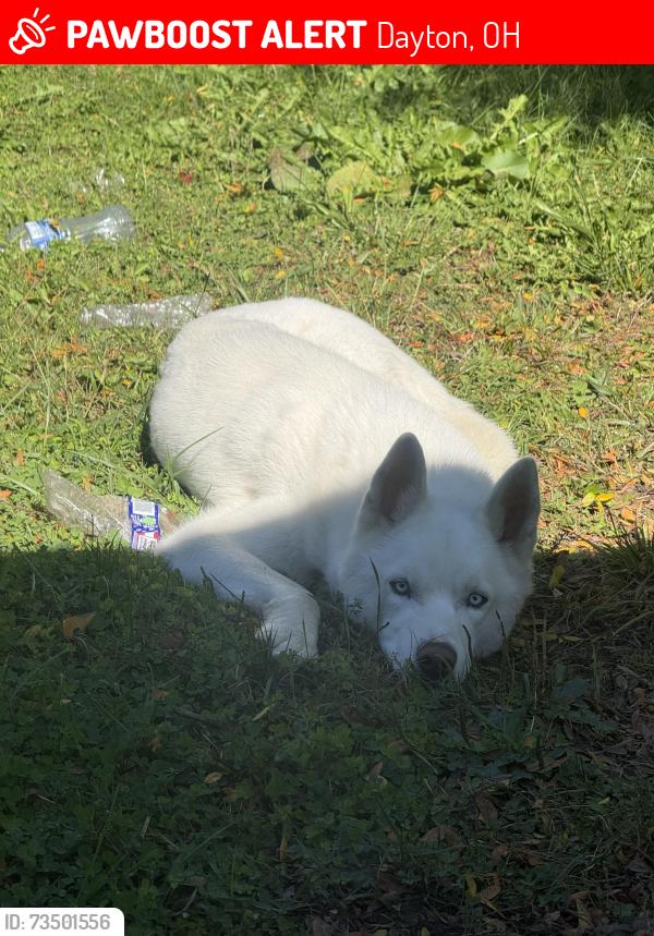 Lost Male Dog last seen Miller lane, Dayton, OH 45414