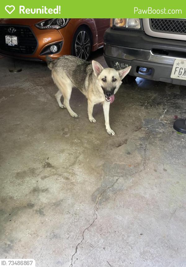 Reunited Female Dog last seen W. Cleburne rd & Floyd Hampton, Crowley, TX 76036