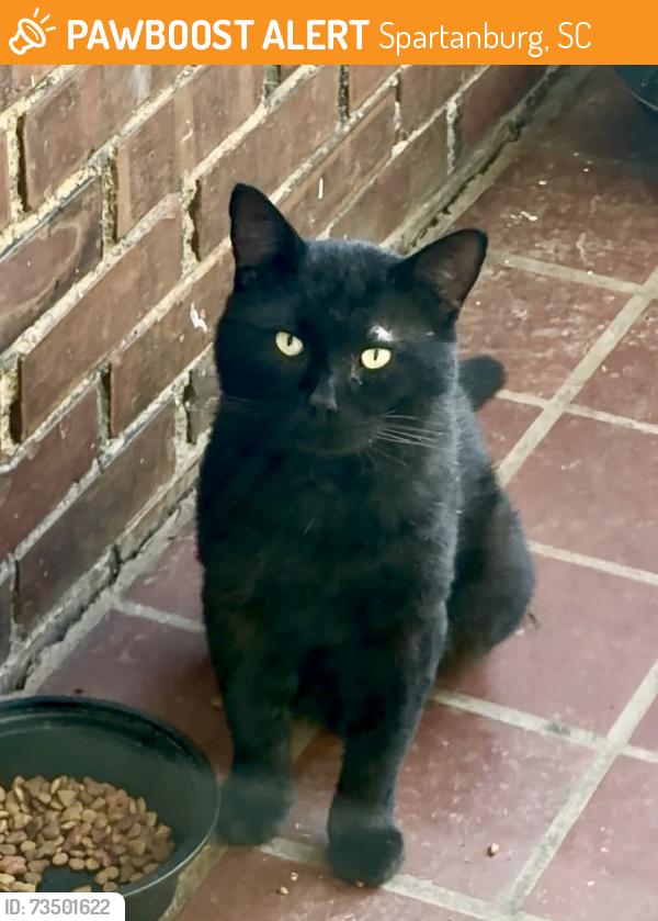 Found/Stray Male Cat last seen Pinckney Ct & S Hampton Dr, Spartanburg, SC 29306