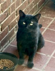 Found/Stray Male Cat last seen Pinckney Ct & S Hampton Dr, Spartanburg, SC 29306