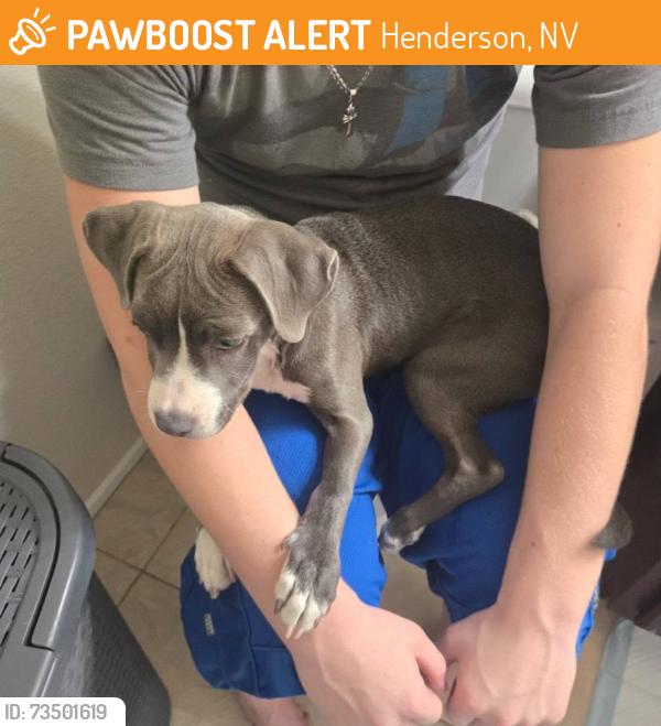 Found/Stray Female Dog last seen Gibson Rd. Henderson, Henderson, NV 89074