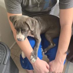 Found/Stray Female Dog last seen Gibson Rd. Henderson, Henderson, NV 89074