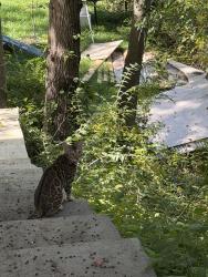 Lost Female Cat last seen Backlick rd and forestview dr, Springfield, VA 22150