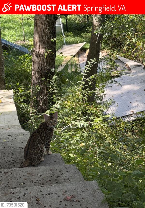 Lost Female Cat last seen Backlick rd and forestview dr, Springfield, VA 22150