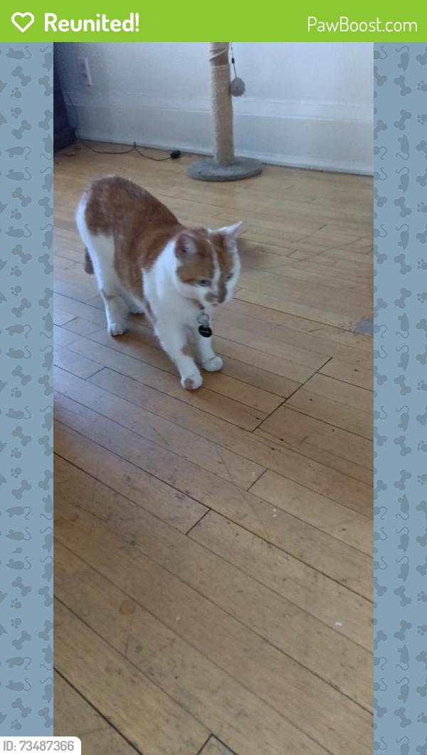 Reunited Female Cat last seen East Webster place and North farwell Ave, Milwaukee, WI 53211