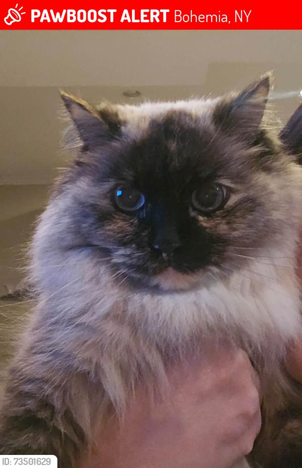 Lost Female Cat last seen Julia Goldbach, Bohemia, Bohemia, NY 11716