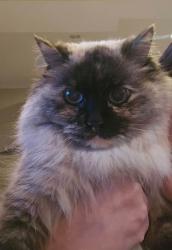 Lost Female Cat last seen Julia Goldbach, Bohemia, Bohemia, NY 11716
