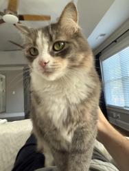 Lost Female Cat last seen Cameron and Washington ave, Alexandria, VA 22308