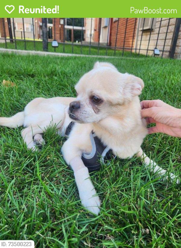Reunited Male Dog last seen N Western and W Balmoral, Chicago, IL 60625