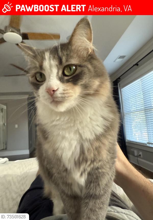 Lost Female Cat last seen Cameron and Washington ave, Alexandria, VA 22308