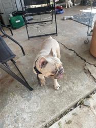 Found/Stray Male Dog last seen arkansas and center, Arlington, TX 76014