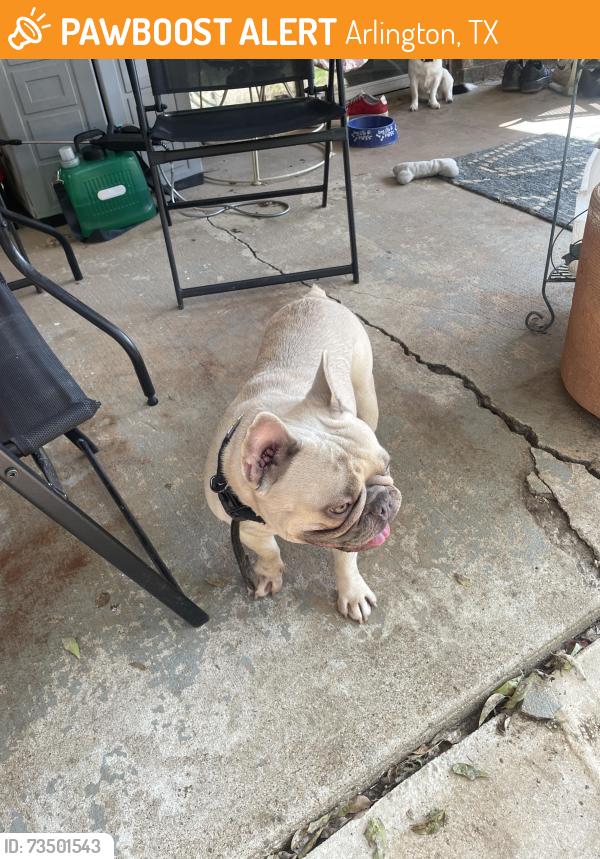 Found/Stray Male Dog last seen arkansas and center, Arlington, TX 76014