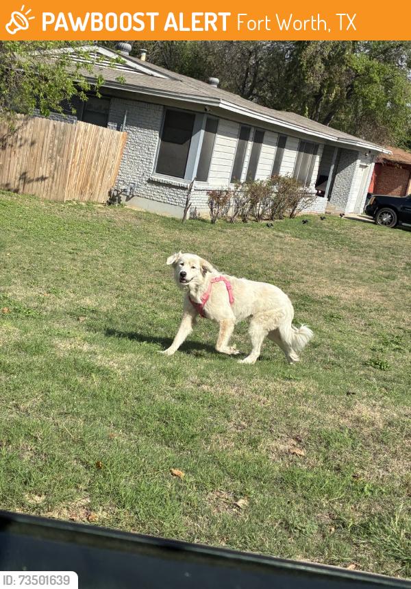 Found/Stray Female Dog last seen Rolling hills dr, Fort Worth, TX 76104