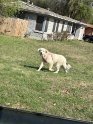 Found/Stray Female Dog last seen Rolling hills dr, Fort Worth, TX 76104