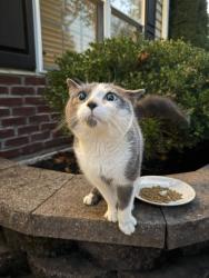 Found/Stray Male Cat last seen S 6th Ave, Royersford, PA 19468