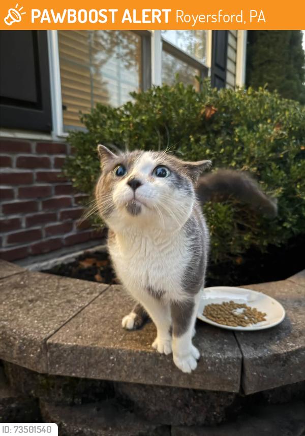 Found/Stray Male Cat last seen S 6th Ave, Royersford, PA 19468