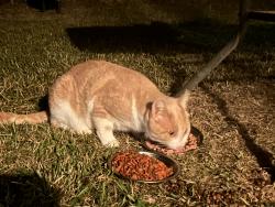 Found/Stray Unknown Cat last seen Brown Rd/Orchard Dr, Augusta, GA 30815