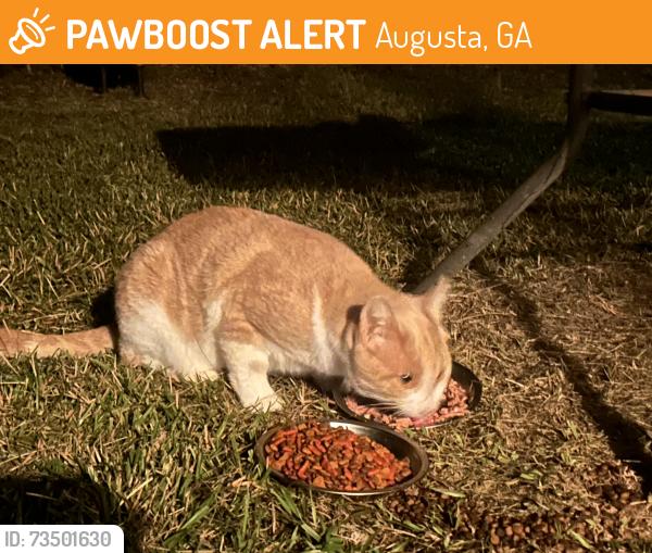 Found/Stray Unknown Cat last seen Brown Rd/Orchard Dr, Augusta, GA 30815