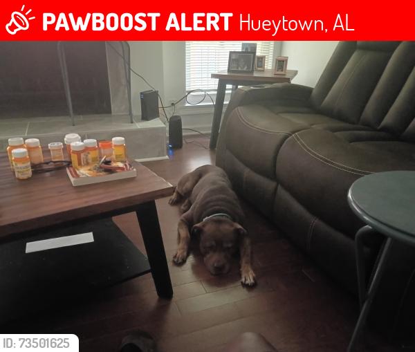 Lost Male Dog last seen Physical fitness recovery place, Hueytown, AL 35023