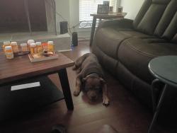 Lost Male Dog last seen Physical fitness recovery place, Hueytown, AL 35023