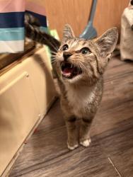 Found/Stray Male Cat last seen Barbville road, Clinton, SC 29325