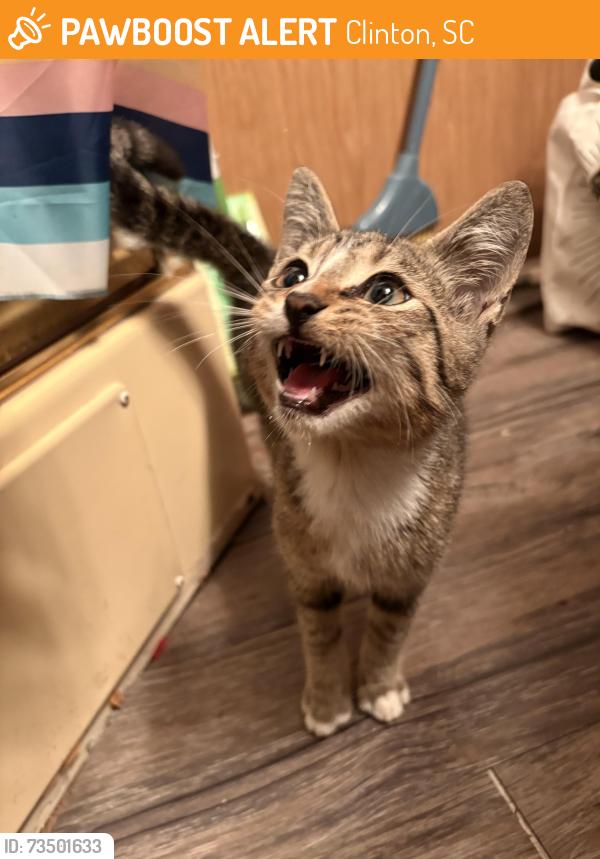 Found/Stray Male Cat last seen Barbville road, Clinton, SC 29325