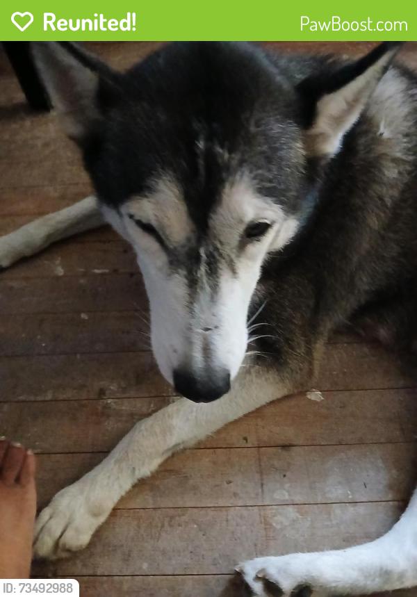 Reunited Female Dog last seen Wisconsin/Huggins, Baytown, TX 77520