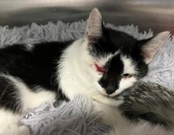 Shelter Stray Female Cat last seen South Ave exit on 440 high way, STATEN ISLAND, NY, 10303, 3139 Veterans Rd W, Staten Island, NY 10309, USA