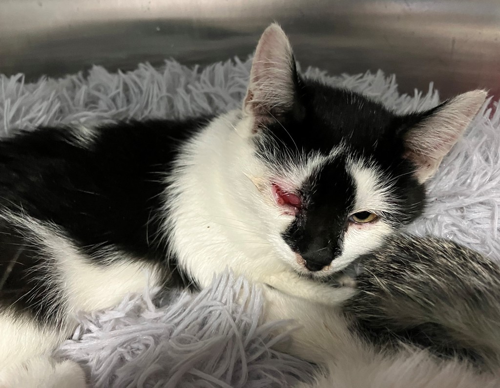 Shelter Stray Female Cat last seen South Ave exit on 440 high way, STATEN ISLAND, NY, 10303, 3139 Veterans Rd W, Staten Island, NY 10309, USA