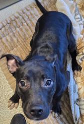Shelter Stray Female Dog last seen Hickory Lane, WATERFORD, MI, 48327, 1200 N Telegraph Building 42E, Pontiac, MI 48340, USA