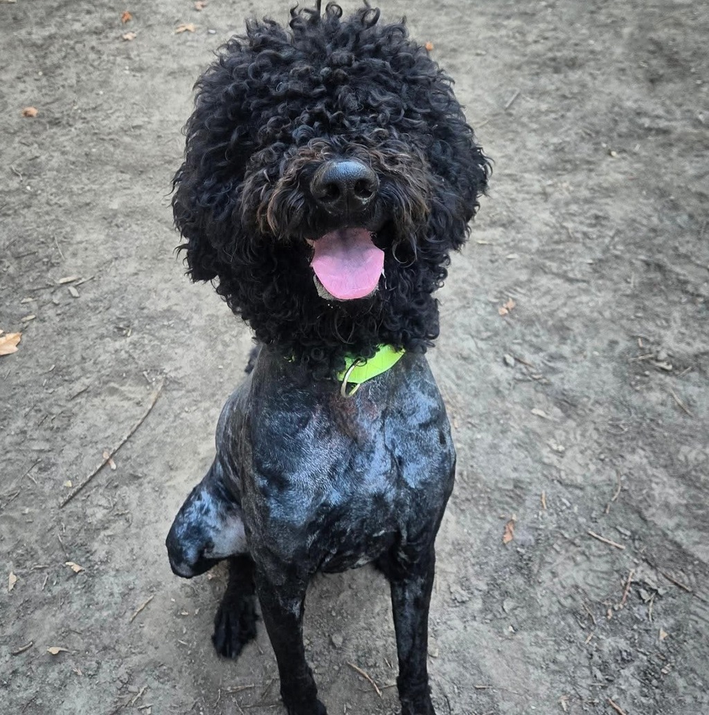 Shelter Stray Male Dog last seen N Portland Greenway / Pier Park, PORTLAND, OR, 97203, 1700 W Historic Columbia River Hwy, Troutdale, OR 97060, USA