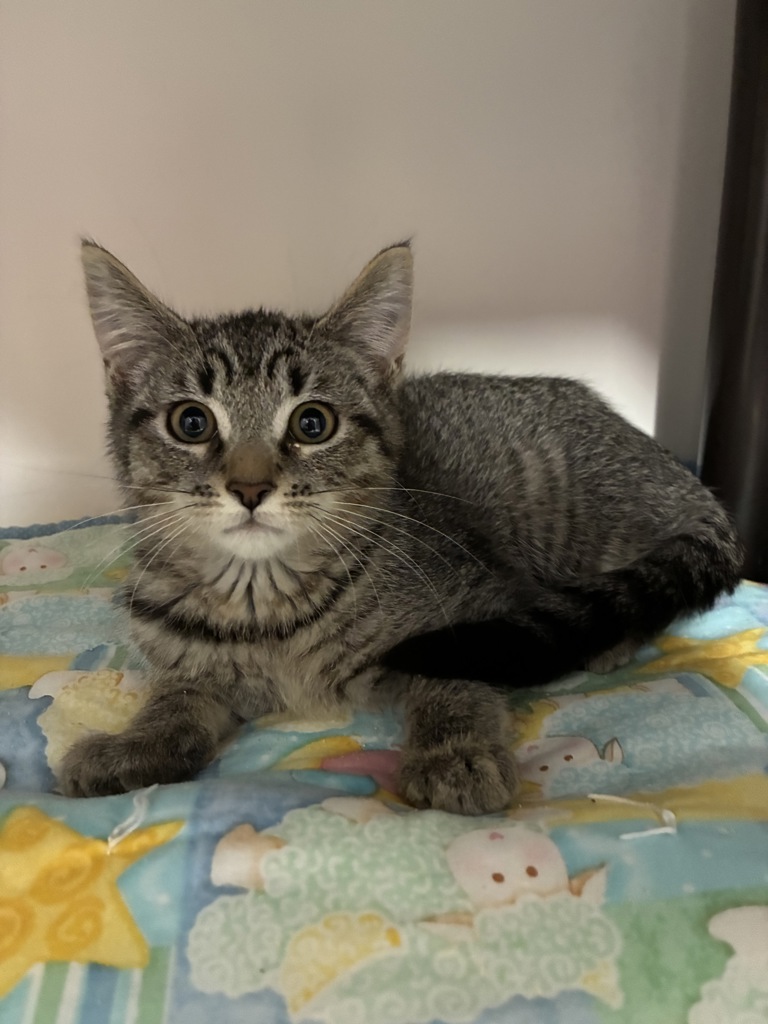 Shelter Stray Female Cat last seen S, SALT LAKE CITY, UT, 84104, 511 W 3900 S, Salt Lake City, UT 84123, USA