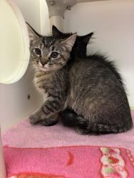 Shelter Stray Female Cat last seen Near S Amiga Drive, SALT LAKE CITY, UT, 84104, 511 W 3900 S, Salt Lake City, UT 84123, USA