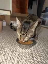Found/Stray Male Cat last seen Damen Ave and Warner Ave, Chicago, IL 60618