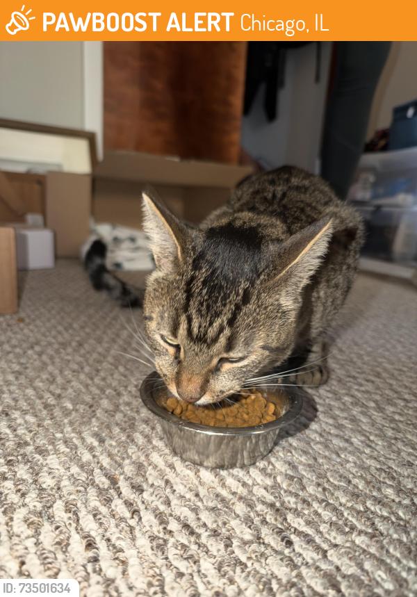 Found/Stray Male Cat last seen Damen Ave and Warner Ave, Chicago, IL 60618