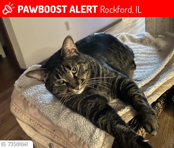 Lost Male Cat last seen Near Thorncrest Dr, Rockford, IL 61109