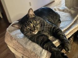 Lost Male Cat last seen Near Thorncrest Dr, Rockford, IL 61109