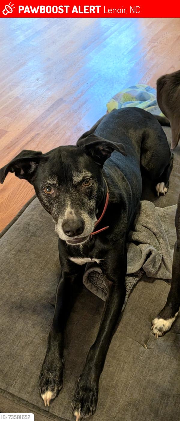 Lost Female Dog last seen Near Roby Martin Rd Lenoir nc 28645, Lenoir, NC 28645