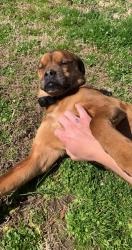 Lost Female Dog last seen Old US Highway 70 W by Pinehollow Golf Course, Clayton, NC 27520