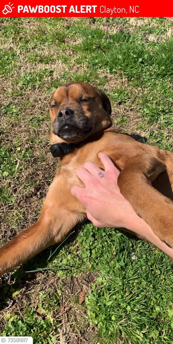 Lost Female Dog last seen Old US Highway 70 W by Pinehollow Golf Course, Clayton, NC 27520