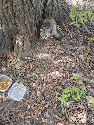 Found/Stray Unknown Cat last seen W village rd, New Baltimore, MI 48047