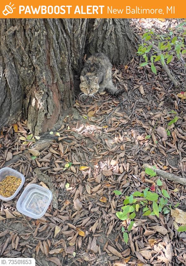 Found/Stray Unknown Cat last seen W village rd, New Baltimore, MI 48047