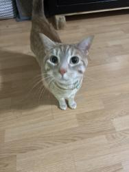 Reunited Male Cat last seen McClure Drive- back corner, Tallahassee, FL 32312