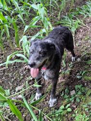 Lost Male Dog last seen Woodland at 220 Mahaffy Road, Greenwich, NY 12834