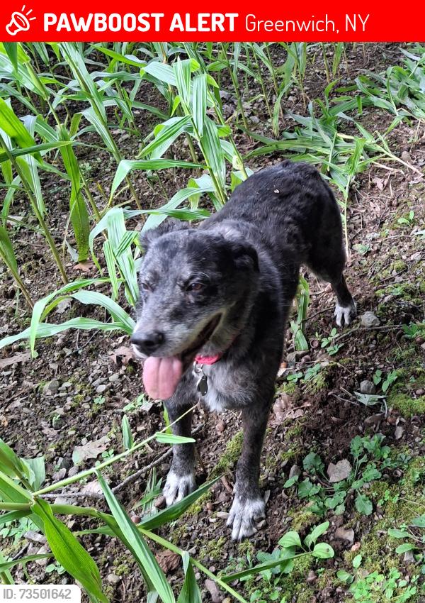 Lost Male Dog last seen Woodland at 220 Mahaffy Road, Greenwich, NY 12834